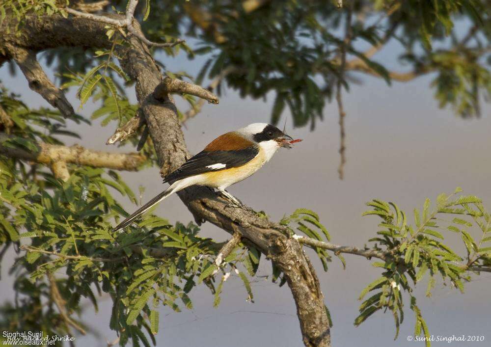 Bay-backed Shrikeadult, identification