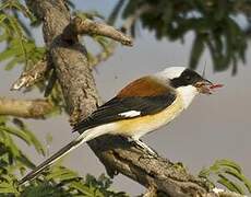 Bay-backed Shrike