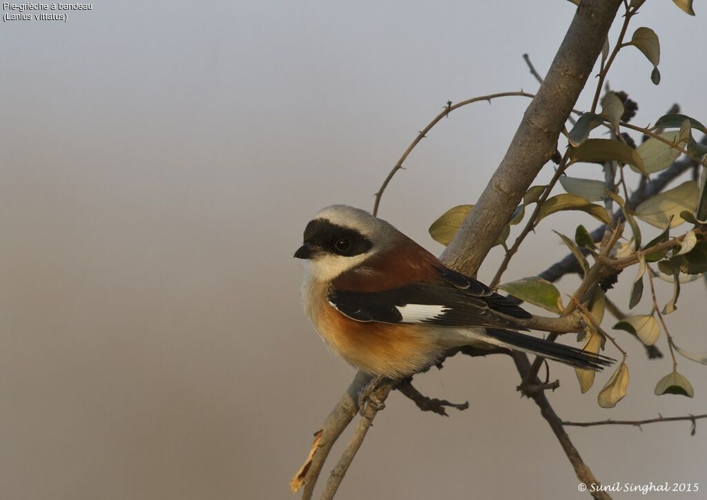 Bay-backed Shrikeadult, identification