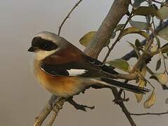 Bay-backed Shrike