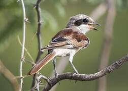 Bay-backed Shrike