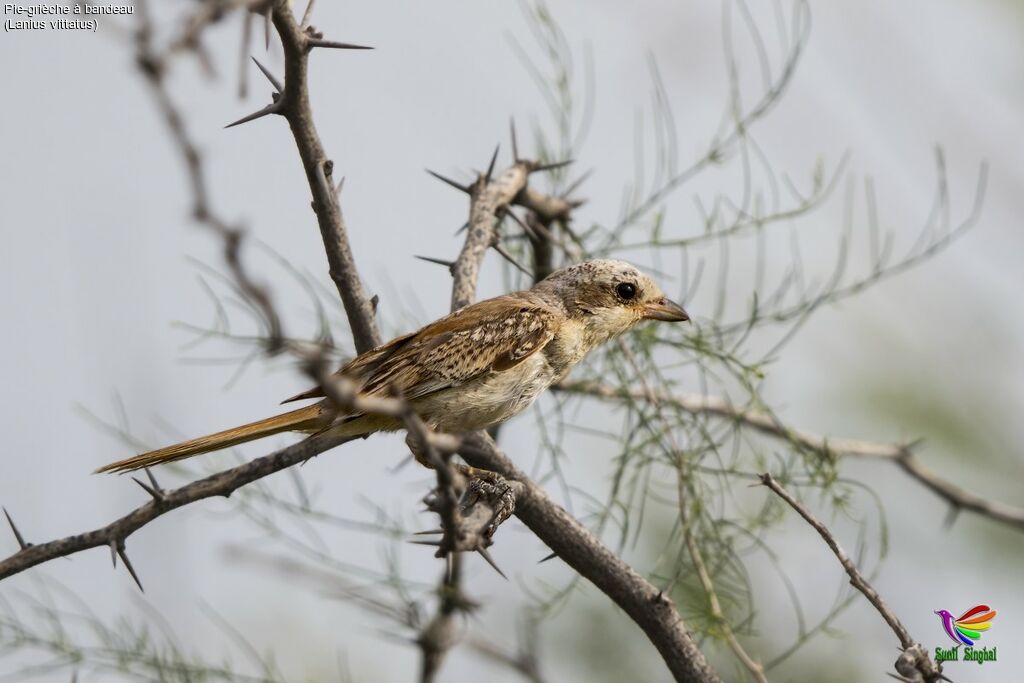 Bay-backed Shrikejuvenile, identification