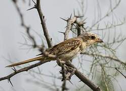 Bay-backed Shrike