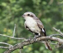 Bay-backed Shrike