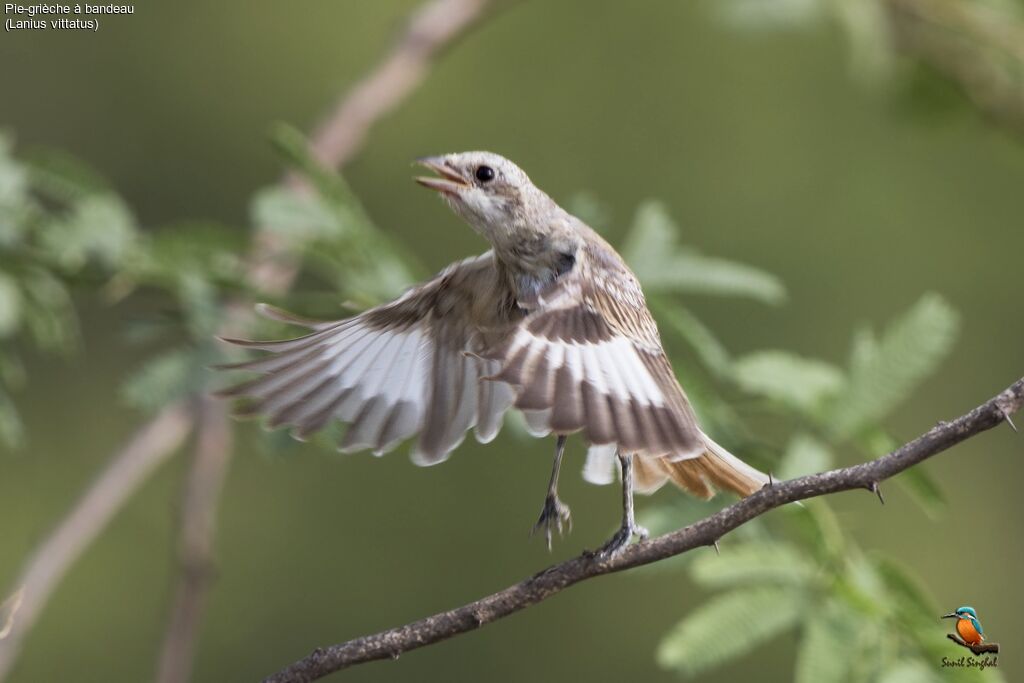 Bay-backed Shrikejuvenile, aspect, Flight