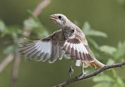 Bay-backed Shrike