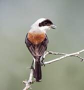 Bay-backed Shrike