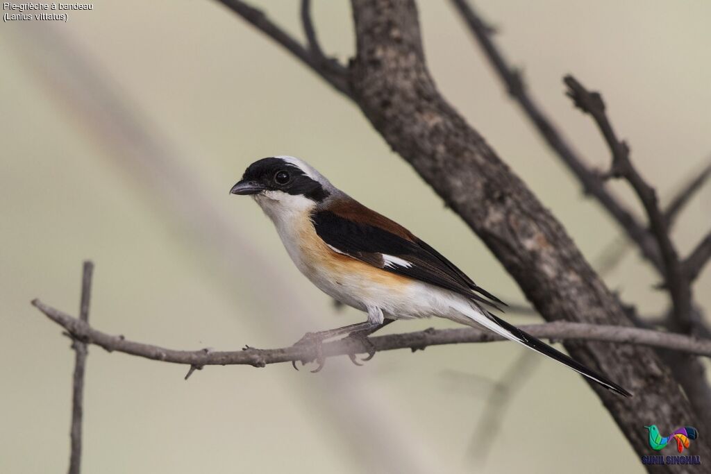 Bay-backed Shrikeadult, close-up portrait