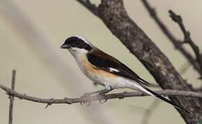 Bay-backed Shrike