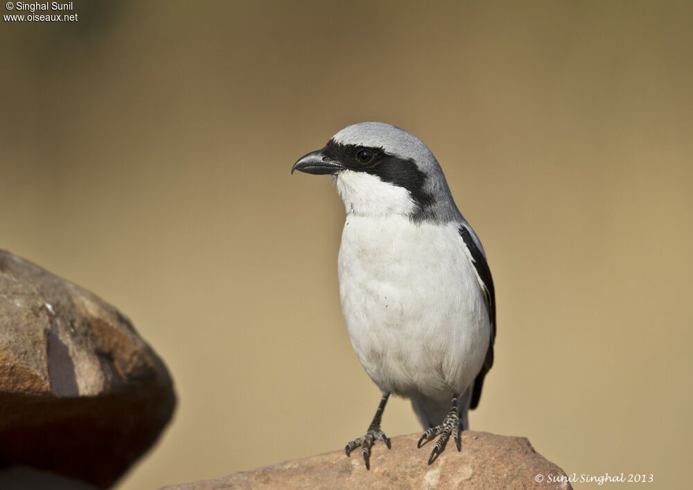 Great Grey Shrikeadult, identification