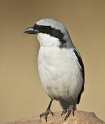 Great Grey Shrike