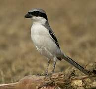 Great Grey Shrike