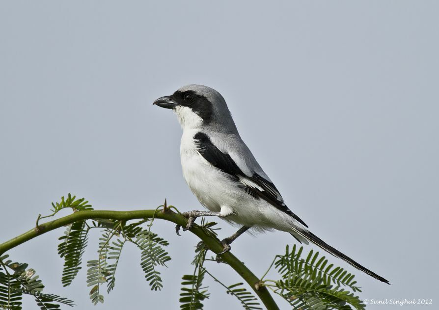 Great Grey Shrike