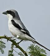 Great Grey Shrike