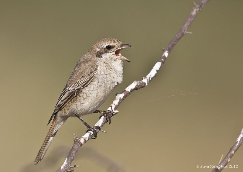 Isabelline Shrike