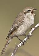 Isabelline Shrike