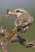 Isabelline Shrike