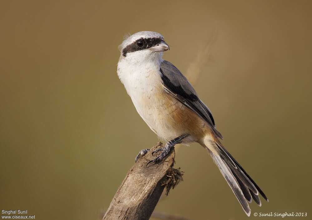 Pie-grièche schachadulte, identification