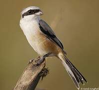 Long-tailed Shrike