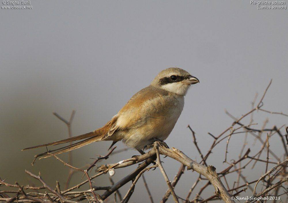 Pie-grièche schachadulte, identification