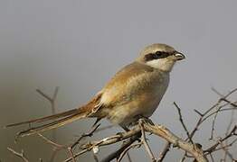 Long-tailed Shrike