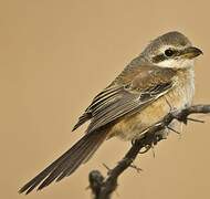 Long-tailed Shrike