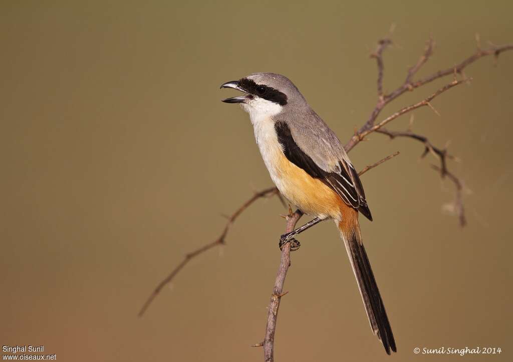 Long-tailed Shrikeadult, identification, Behaviour