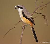 Long-tailed Shrike