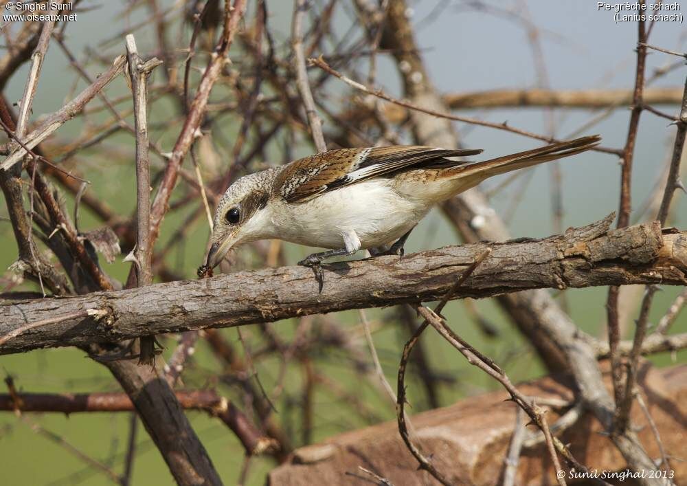 Long-tailed Shrikeimmature, identification