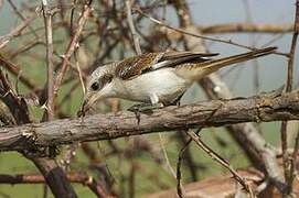 Long-tailed Shrike