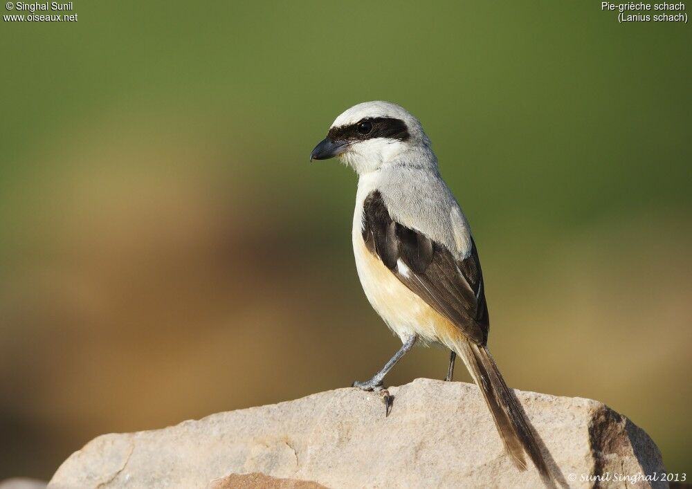 Long-tailed Shrikeadult, identification