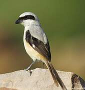 Long-tailed Shrike