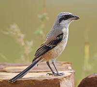 Long-tailed Shrike