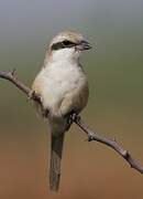 Long-tailed Shrike