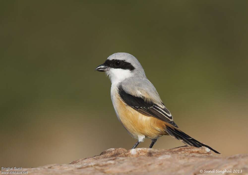 Long-tailed Shrikeadult, identification