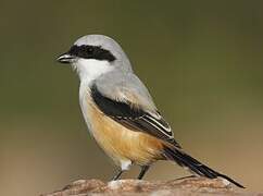 Long-tailed Shrike