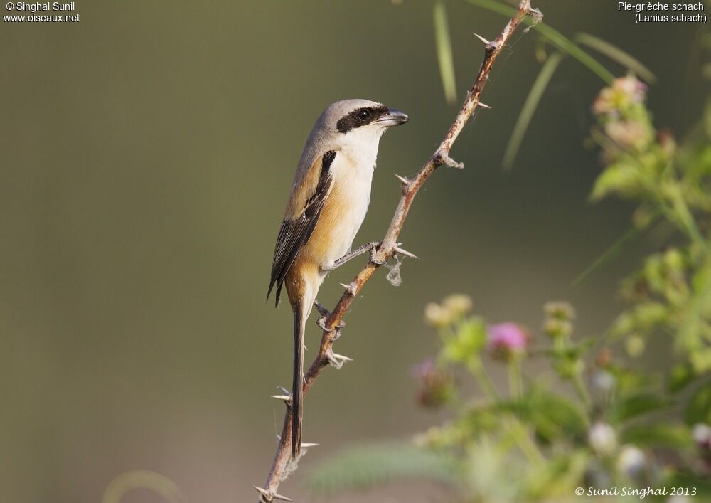 Long-tailed Shrikeadult, identification