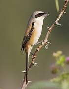 Long-tailed Shrike