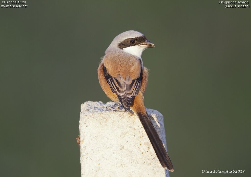 Long-tailed Shrikeadult, identification