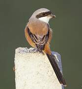 Long-tailed Shrike