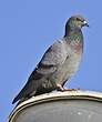 Pigeon biset