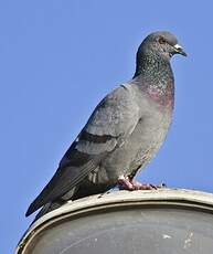 Pigeon biset