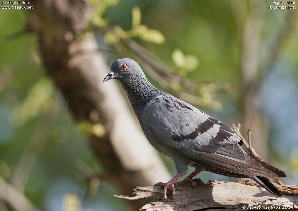 Rock Doveadult, identification