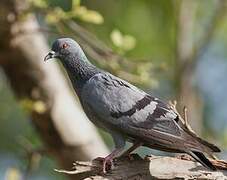 Rock Dove