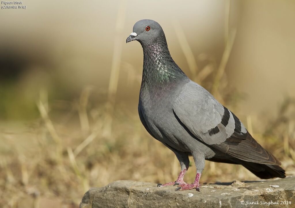 Rock Doveadult, identification