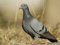 Pigeon biset