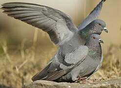 Rock Dove