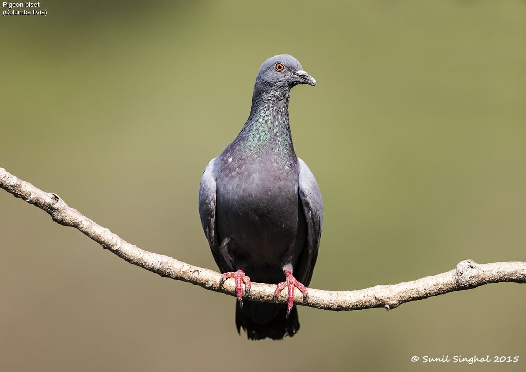 Pigeon bisetadulte, identification