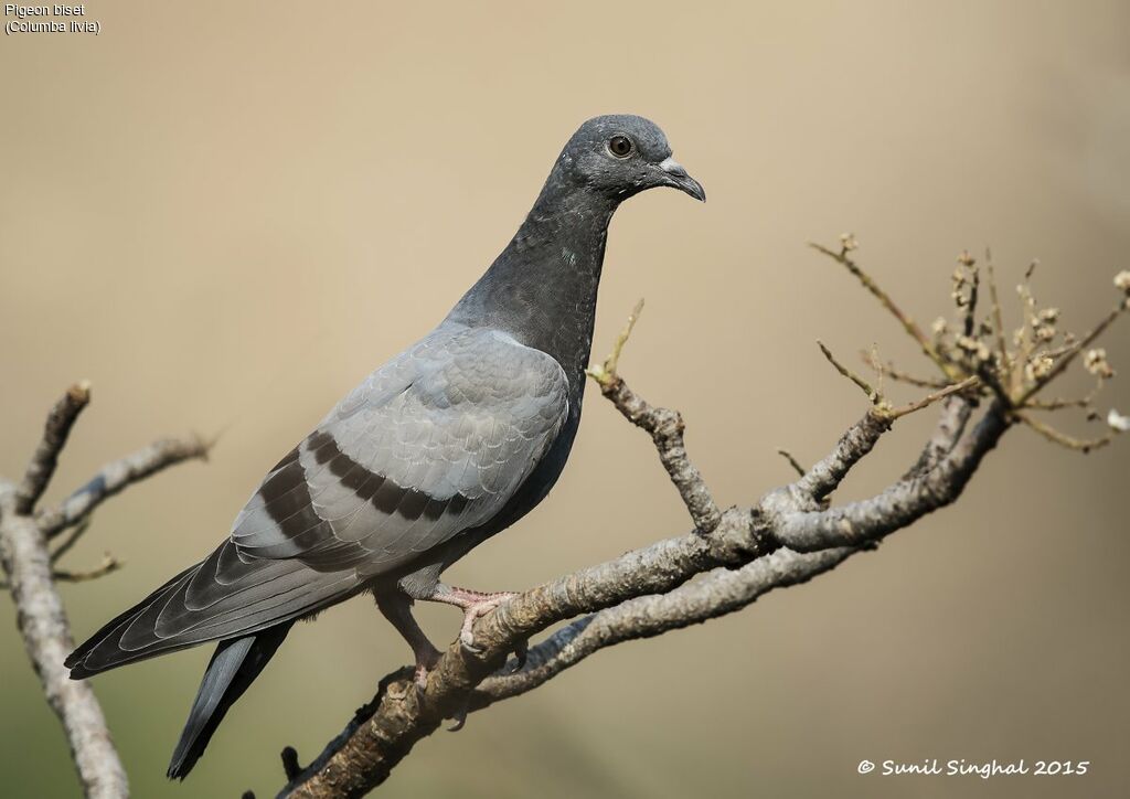 Rock Dovesubadult, identification