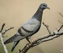 Rock Dove